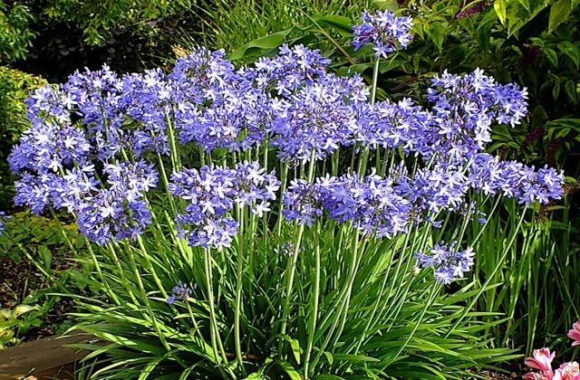 Agapanthus bed&breakfast Hoogkarspel Bagian luar foto